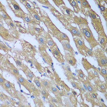 a00463 cad primary antiboties ihc testing 2