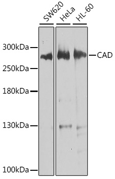 a00463 cad primary antiboties wb testing 1
