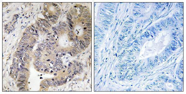 a00463t456 cad primary antibodies ihc testing 2