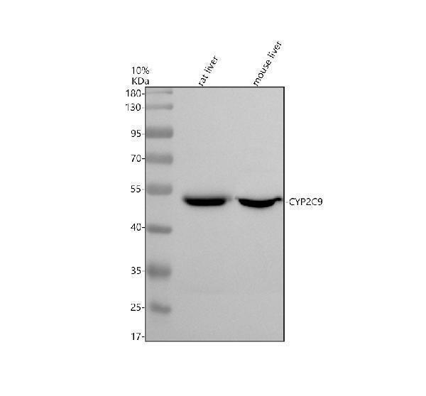 Western blot analysis of CYP2C9 using anti-CYP2C9 antibody (A00465-2)