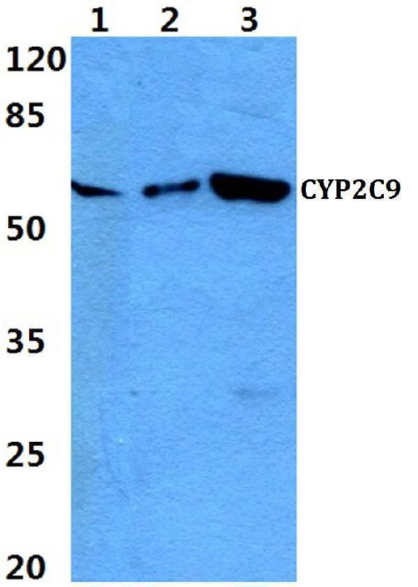 Western blot (WB) analysis of CYP2C9 polyclonal antibody at 1:500 dilution
Lane1:Hela cell lysate 
Lane2:Raw264