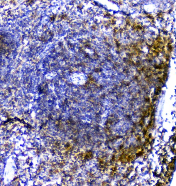 IHC analysis of TRAIL using anti-TRAIL antibody (A00466-1). TRAIL was detected in paraffin-embedded section of mouse spleen tissues. Heat mediated antigen retrieval was performed in citrate buffer (pH6, epitope retrieval solution) for 20 mins. The tissue section was blocked with 10% goat serum. The tissue section was then incubated with 1μg/ml rabbit anti-TRAIL Antibody (A00466-1) overnight at 4°C. Biotinylated goat anti-rabbit IgG was used as secondary antibody and incubated for 30 minutes at 37°C. The tissue section was developed using Strepavidin-Biotin-Complex (SABC)(Catalog # SA1022) with DAB as the chromogen.