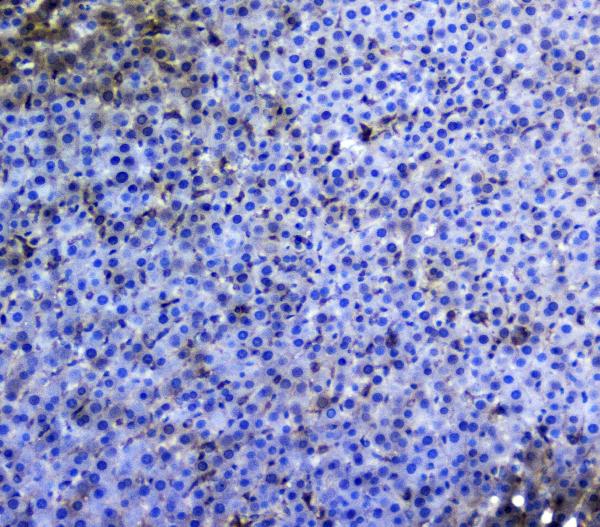 IHC analysis of TRAIL using anti-TRAIL antibody (A00466-1). TRAIL was detected in paraffin-embedded section of rat liver tissues. Heat mediated antigen retrieval was performed in citrate buffer (pH6, epitope retrieval solution) for 20 mins. The tissue section was blocked with 10% goat serum. The tissue section was then incubated with 1μg/ml rabbit anti-TRAIL Antibody (A00466-1) overnight at 4°C. Biotinylated goat anti-rabbit IgG was used as secondary antibody and incubated for 30 minutes at 37°C. The tissue section was developed using Strepavidin-Biotin-Complex (SABC)(Catalog # SA1022) with DAB as the chromogen.