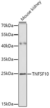 Western blot analysis of TNFSF10 antibody