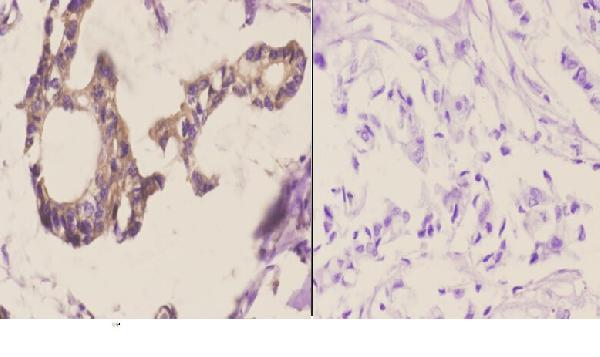 a00466s63 tnfsf10 primary antiboties ihc testing 2