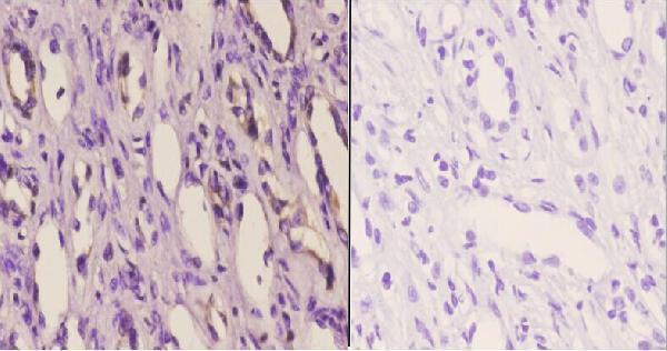 a00466s63 tnfsf10 primary antiboties ihc testing 4
