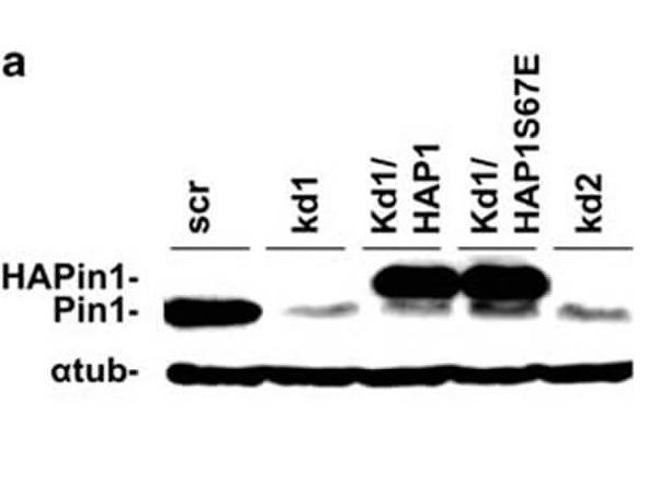 a00467 pin1 primary antibodies wb testing 3