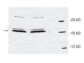 a00467 pin1 primary antibodies wb testing 5