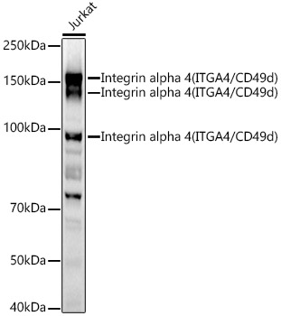 Western blot analysis of Jurkat, using Integrinalpha4 antibody  at  1:1000 dilution
