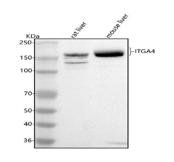  Western blot analysis of Integrin Alpha 4/Itga4 using anti-Integrin Alpha 4/Itga4 antibody (A00468-2)