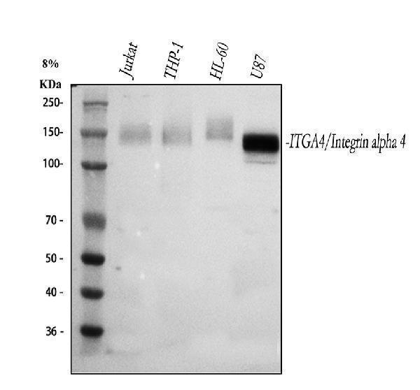  Western blot analysis of Integrin Alpha 4/ITGA4 using anti-Integrin Alpha 4/ITGA4 antibody (A00468-3)