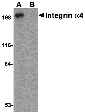a00468 itga4 primary antibodies wb testing 1