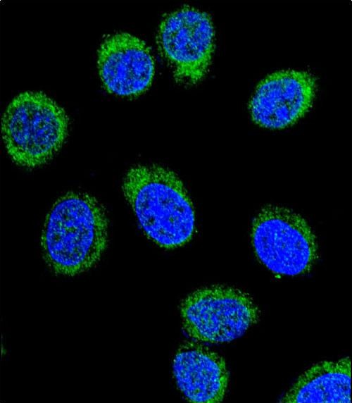 Confocal immunofluorescent analysis of SERPINC1 Antibody (C-term) with 293 cell followed by Alexa Fluor® 488-conjugated goat anti-rabbit lgG (green)