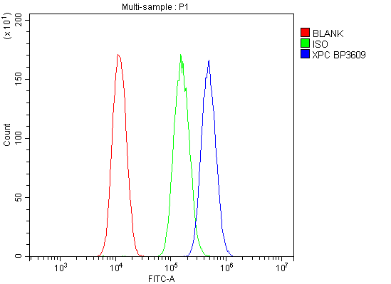  Flow Cytometry analysis of A549 cells using anti-XPC antibody (A00473-1)