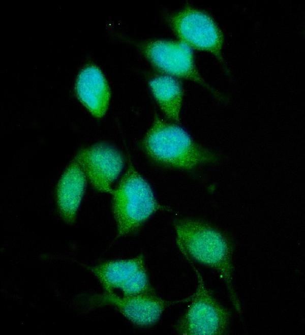  IF analysis of XPC using anti-XPC antibody (A00473-1)