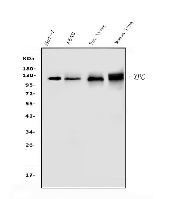 Western blot analysis of XPC using anti-XPC antibody (A00473-1). <br> Electrophoresis was performed on a 5-20% SDS-PAGE gel at 70V (Stacking gel) / 90V (Resolving gel) for 2-3 hours. The sample well of each lane was loaded with 50ug of sample under reducing conditions. <br> Lane 1: human MCF-7whole cell lysates, <br> Lane 2: human A549 whole cell lysates, <br> Lane 3: rat liver tissue lysates, <br> Lane 4: mouse lung tissue lysates. <br> After Electrophoresis, proteins were transferred to a Nitrocellulose membrane at 150mA for 50-90 minutes. Blocked the membrane with 5% Non-fat Milk/ TBS for 1.5 hour at RT. The membrane was incubated with rabbit anti-XPC antigen affinity purified polyclonal antibody (Catalog # A00473-1) at 0.5 μg/mL overnight at 4°C, then washed with TBS-0.1%Tween 3 times with 5 minutes each and probed with a goat anti-rabbit IgG-HRP secondary antibody at a dilution of 1:5000 for 1.5 hour at RT. The signal is developed using an Enhanced Chemiluminescent detection (ECL) kit (Catalog # EK1002) with Tanon 5200 system. A specific band was detected for XPC at approximately 106KD. The expected band size for XPC is at 106KD.