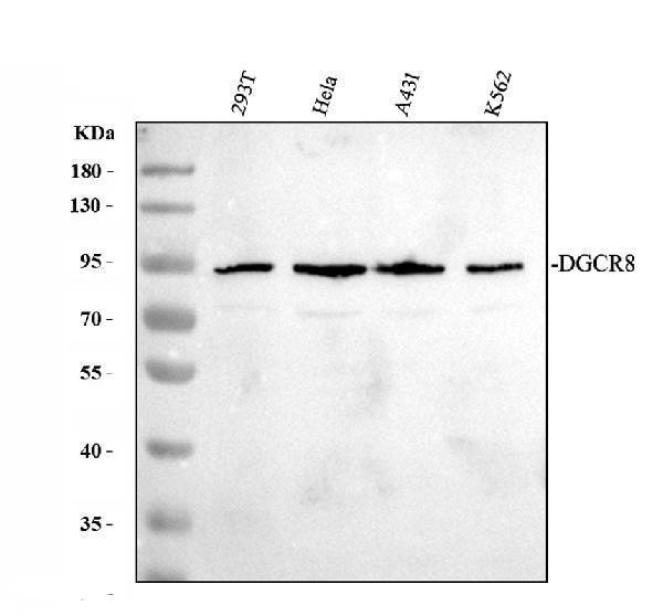 a00475 1 dgcr8 primary antibodies wb testing 1