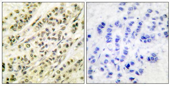 a00476 1 skp1 primary antibodies ihc testing 1