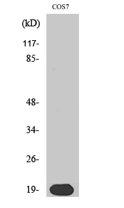 a00476 1 skp1 primary antibodies wb testing 2
