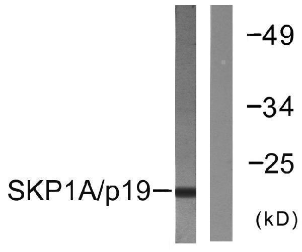 a00476 1 skp1 primary antibodies wb testing 3