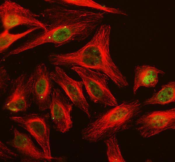 a00476 2 skp1 primary antibodies if testing 3