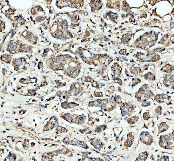 a00476 2 skp1 primary antibodies ihc testing 2