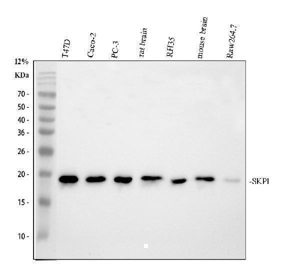 a00476 2 skp1 primary antibodies wb testing 1