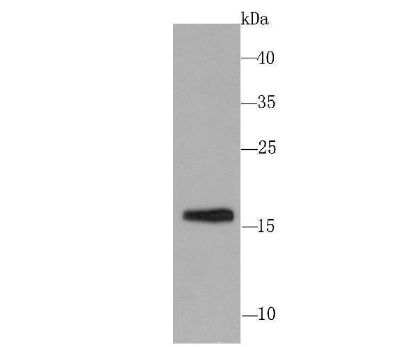 Western blot analysis of Skp1 on PC-12 cell using anti-Skp1 antibody at 1/1,000 dilution