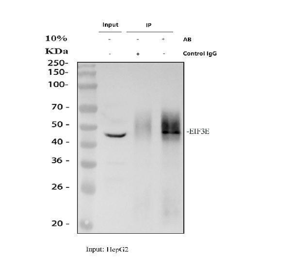 a00481 1 eif3e primary antibodies ip testing 1