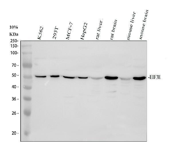 a00481 1 eif3e primary antibodies wb testing 1