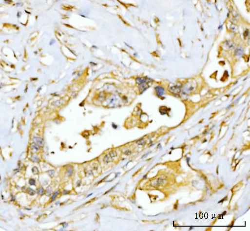 a00481 4 eif3e primary antibodies ihc testing 4