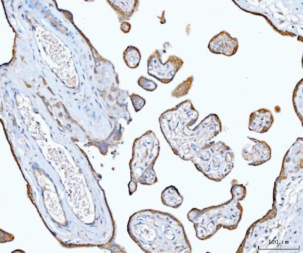 a00481 4 eif3e primary antibodies ihc testing 5