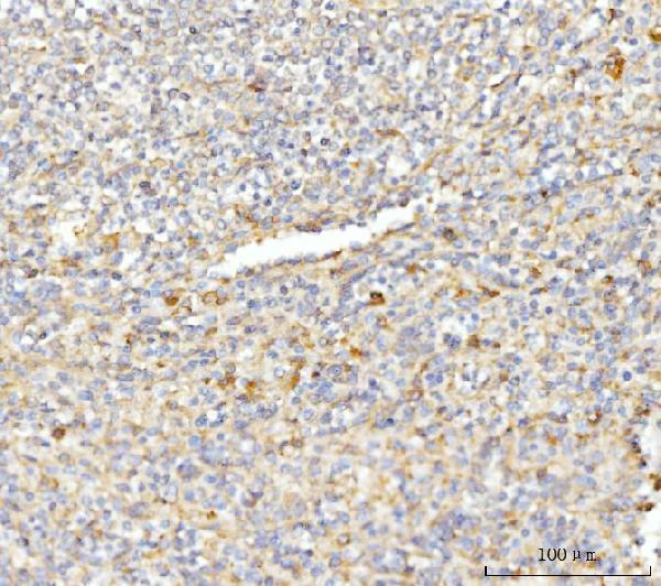 a00481 4 eif3e primary antibodies ihc testing 6