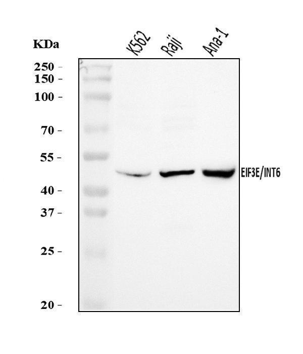  Western blot analysis of EIF3E using anti-EIF3E antibody (A00481-4)