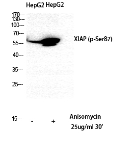 Western Blot analysis of HepG2 cells using Phospho-XIAP (S87) Polyclonal Antibody diluted at 1:500