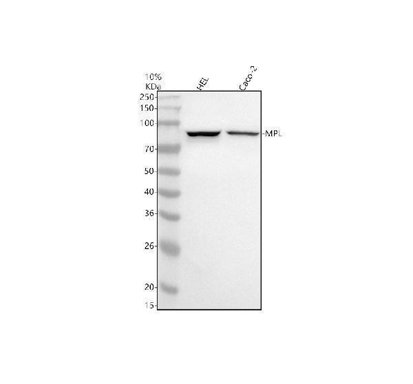 Western blot analysis of TPOR/MPL using anti-TPOR/MPL antibody (A00483-2)