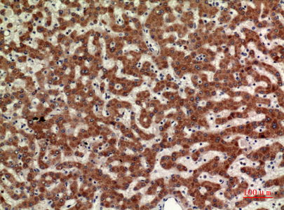 a00483 mpl primary antibodies ihc testing 1
