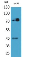 a00483 mpl primary antibodies wb testing 2