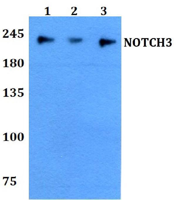 Western blot (WB) analysis of NOTCH3 polyclonal antibody at 1:500 dilution
Lane1:A549 whole cell lysate
Lane2:sp2/0 whole cell lysate 
Lane3:PC12 whole cell lysate 
