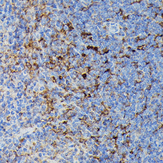 Immunohistochemistry of paraffin-embedded Mouse spleen using HLA-DPB1 antibody  at dilution of 1:100 