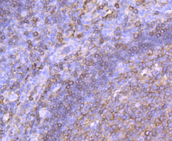 Western blot analysis of extracts of various cell lines, using HLA-DPB1   antibody  at 1:1000 dilution