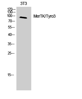 Western blotting validation for Anti-MerTK/Tyro3 Antibody A00489-1
Western Blot (WB) analysis of 3T3 cells using MerTK/Tyro3 polyclonal antibody