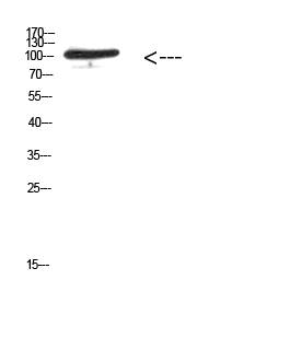 Western Blot analysis of 293T cells using Antibody diluted at 500