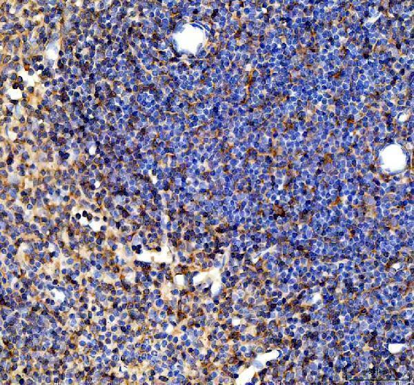 a00490 3 syk primary antibodies ihc testing 2
