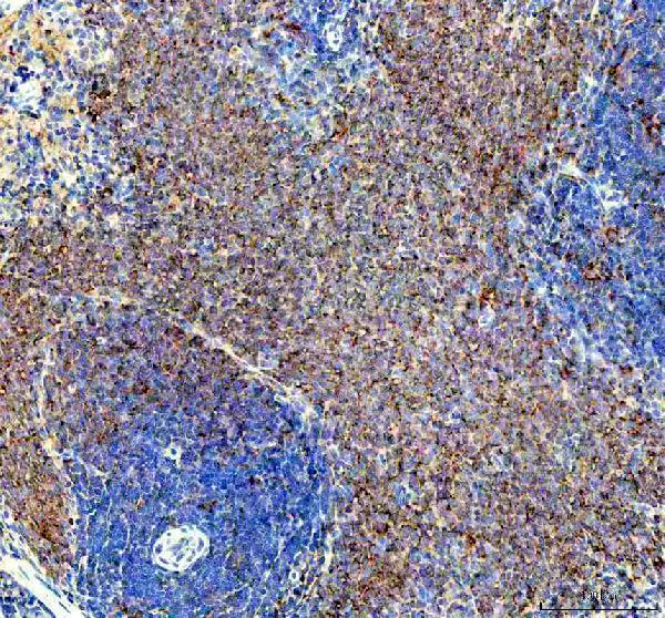 a00490 3 syk primary antibodies ihc testing 3