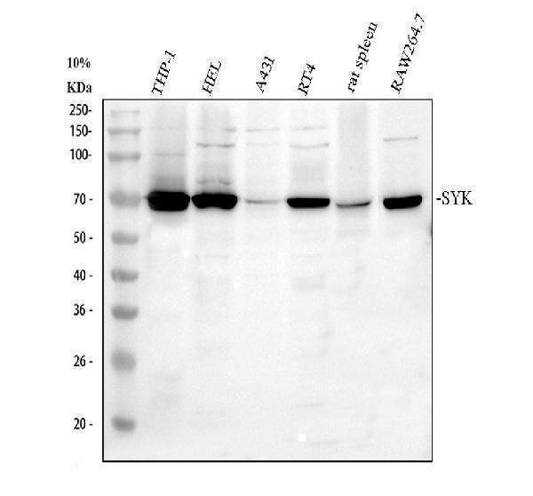 a00490 3 syk primary antibodies wb testing 1