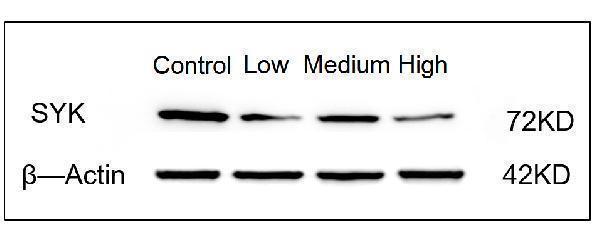 a00490 3 syk primary antibodies wb testing 2