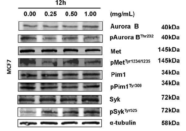 Western Blot analysis of various cells using Phospho-Syk (Y525) Polyclonal Antibody