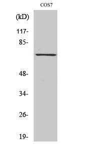 Western blot analysis of lysates from A549 cells, using SYK (Phospho-Tyr525) Antibody