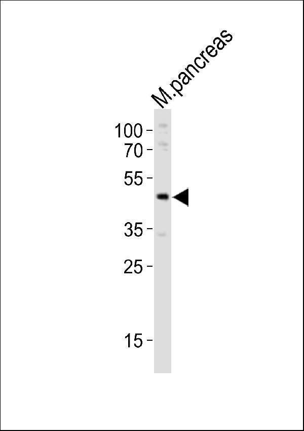 Western blot analysis of lysate from mouse pancreas tissue lysate, using Pdx1 Antibody (Center) (Cat. #A00491-2). A00491-2 was diluted at 1:1000. A goat anti-rabbit IgG H&L (HRP) at 1:10000 dilution was used as the secondary antibody. Lysate at 20ug.